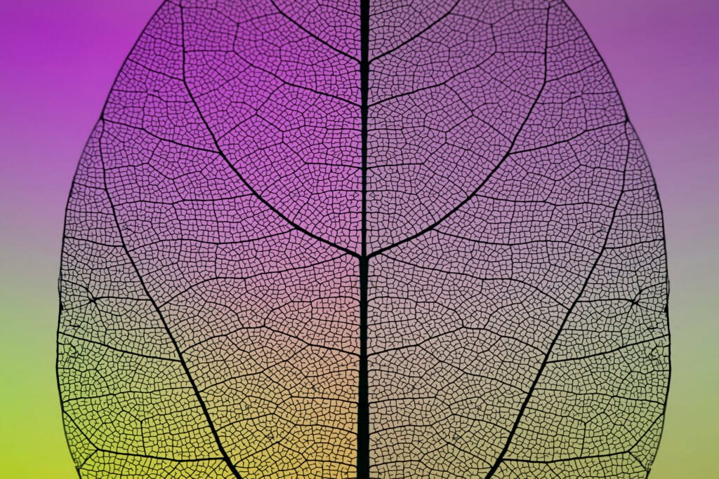 Close-up of a skeleton leaf showing its fine network of veins against a purple-to-green background