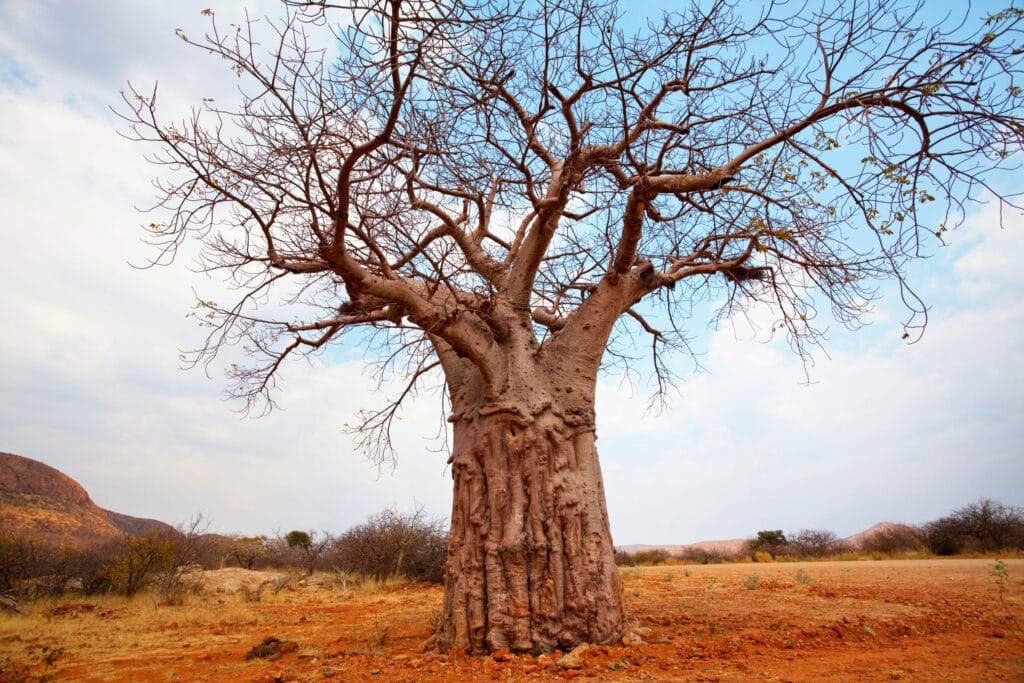 Baobab tree (Adansonia digitata) in an arid savanna landscape