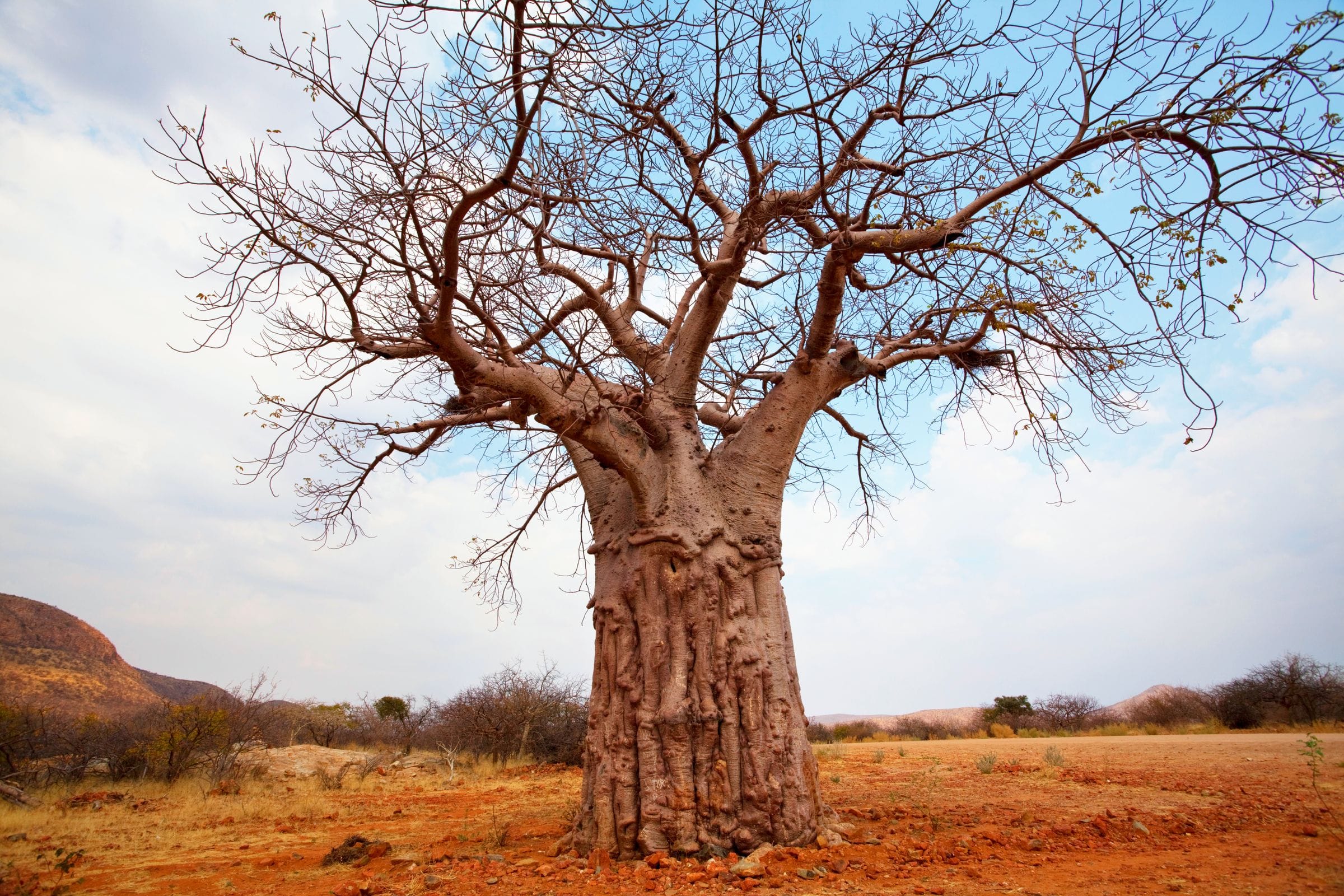 Baobab tree (Adansonia digitata) in an arid savanna landscape