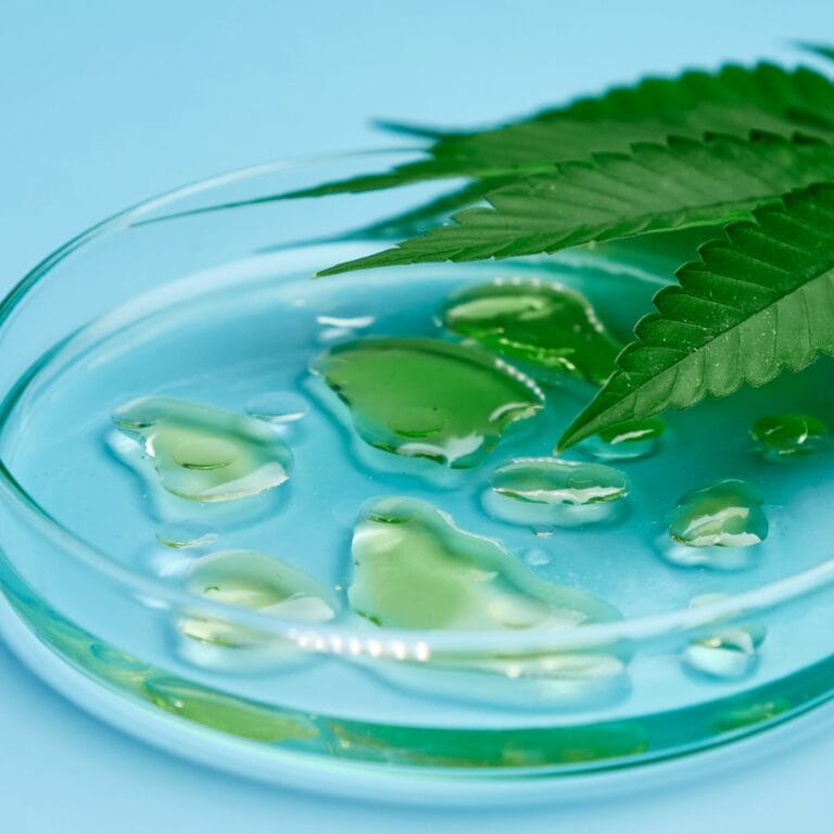 Cannabis leaf over a glass Petri dish holding droplets of green botanical oil