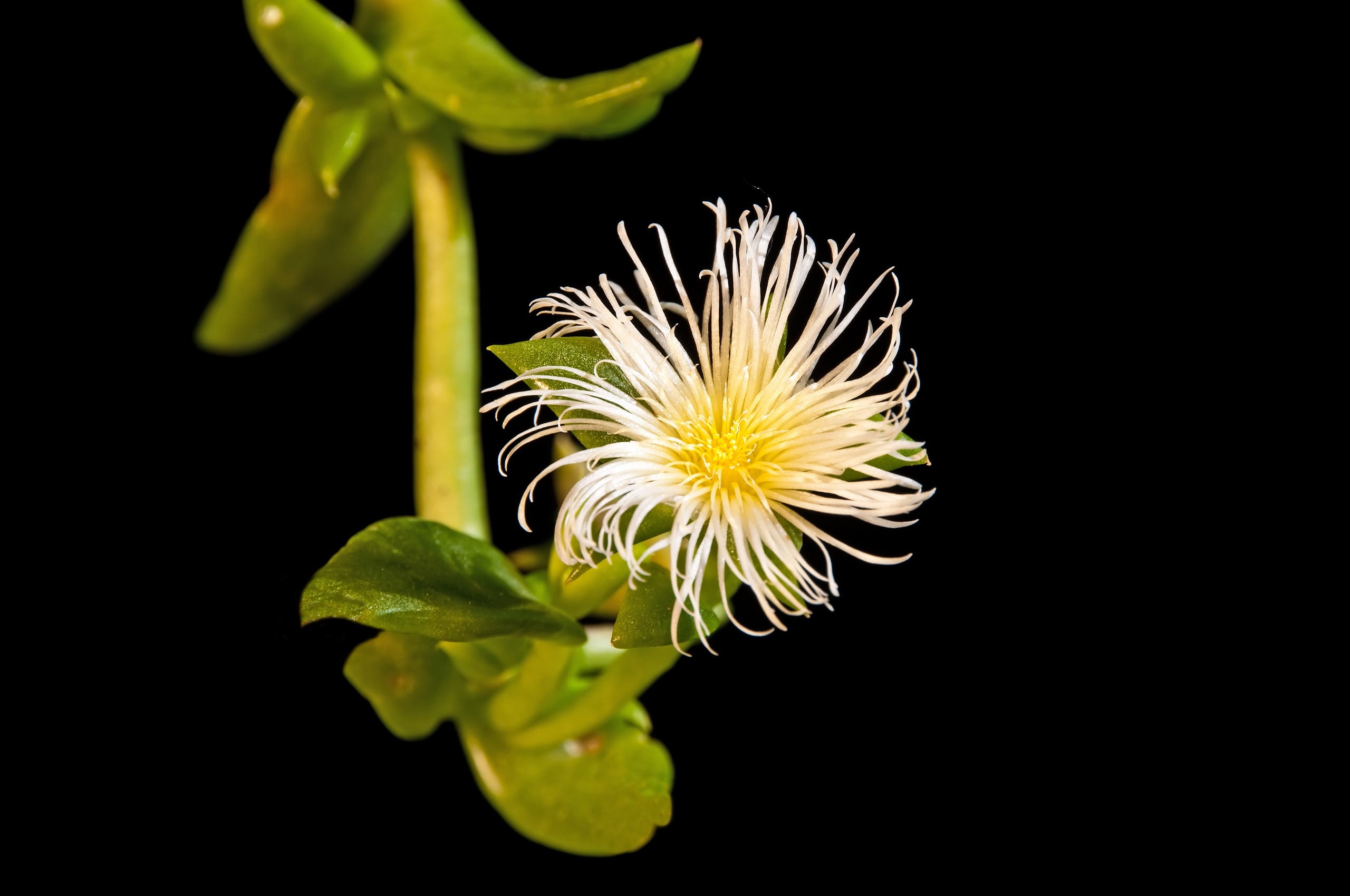 Sceletium tortuosum (Kanna) with a white, fine-petalled flower and succulent green leaves