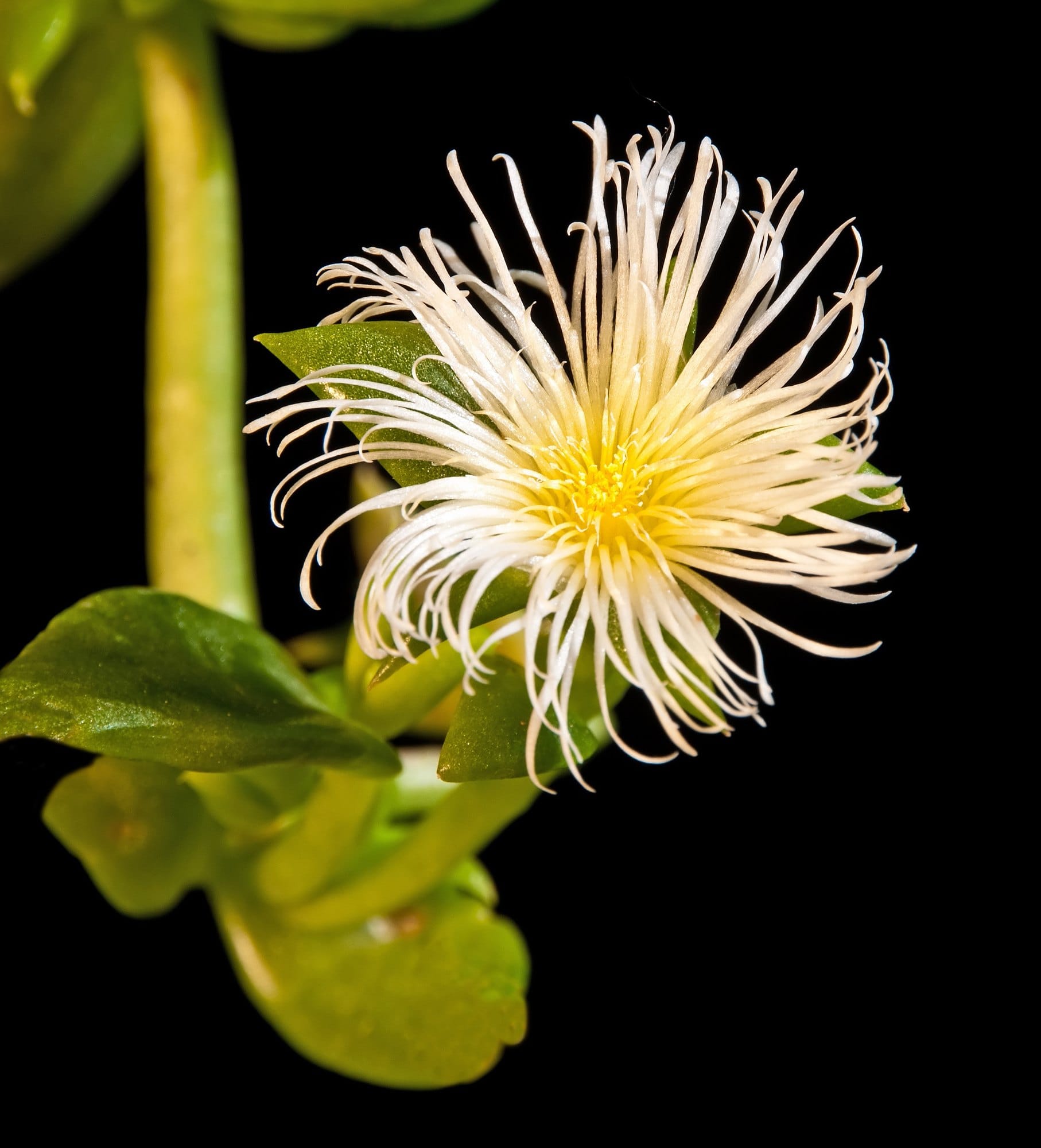 Sceletium tortuosum (Kanna) in flower, with fine white petals and succulent green leaves